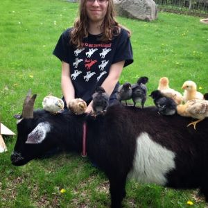 Here is Molly with our new chicks sitting on her back