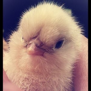Our first chick  (Pip) under a day old! She/he is already quite a character!!