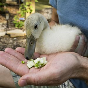 One of the ducklings eating out of Aaron's hand - www.tyrantfarms.com
