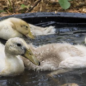 Welsh Harlequins swimming in their old pool - www.tyrantfarms.com