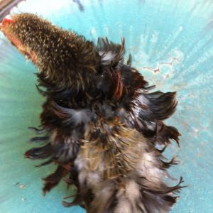 Tango, top  view.  Note still has lots of fuzz even at 9 1/2 weeks.