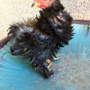 Tango definitely is a male.  Going on 9-10 weeks old he is my mystery chick.  What variety of bantam Cochin is he?