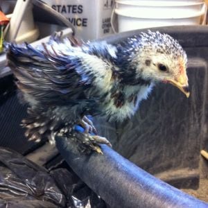 Slow feathering Cochin Bantam Frizzle at around 6 weeks old.