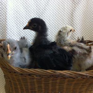 3 Cochin Bantam chicks about 3 weeks old.  Only the center chick (black) is a pullet.  The blue on the left feathered out rather quickly, right behind the black,.  The frizzle roo chick on the right still has down at 9 1/2 weeks!