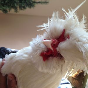 This is Elvis our Sultan Rooster.  His picture is a little tilted. He became very nasty after his first year and couldn't be trusted with the children.  We gave him to a neighbor for breeding.