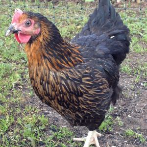 My pretty rhode rock Maude