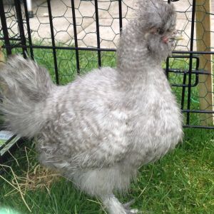 Baby Matilda grey silkie bantam