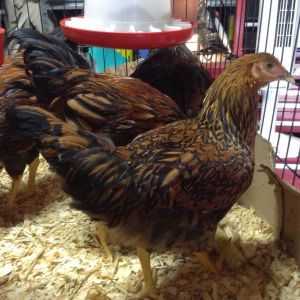 Charlie chick.