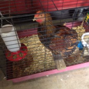 Henry Penny. In her own place..cannot get along with other chicks.
