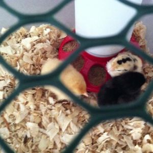 babies in the brooder.
