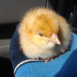 Baby Prissy coming home from the hatchery!