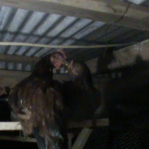 Dan and Little Ann, my favs!!