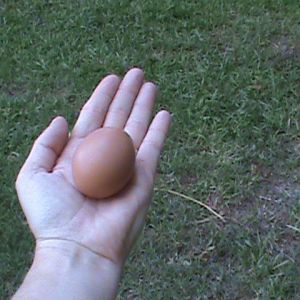 Second egg