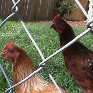 Dan and Lady got jealous and wanted more pics