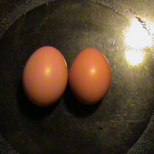 First and second egg