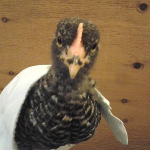 Cute baby Speckles is nice and warm underneath her little blanket!