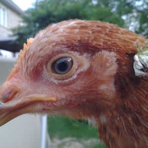 Pretty Prissy with a flower in her feathers!