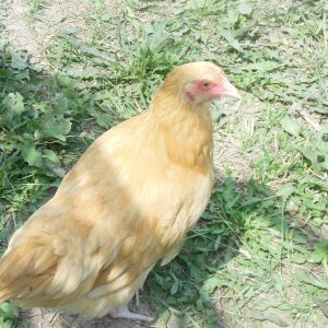 Chickens