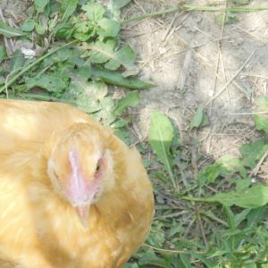 Chickens