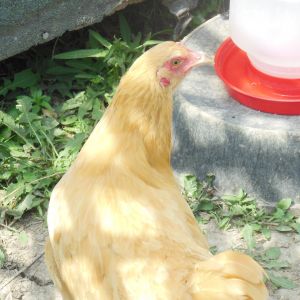 Chickens