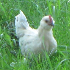 Our little bantam enjoying her freedom.
