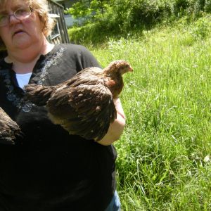 Welsummer hen, 6 weeks