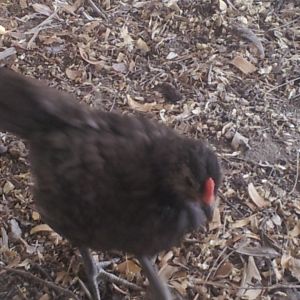 Blue-Gray rooster, first to crow at 6 weeks. Been crowing non-stop since.