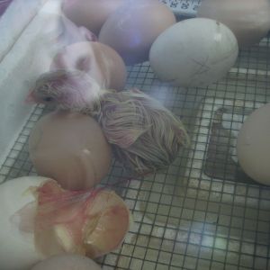 our first chick! this is Buttercup just out of the egg.