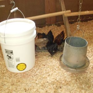 5 gallon poultry nipple waterer with 4 nipples & feeder.