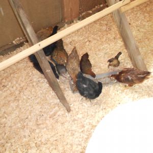 Their 1st day in the coop. They are 6 1/2 weeks old in this pic.