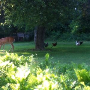I just thought I would share this picture covering all the potential food in my back yard all concentrated into one place.  A large deer standing under an apple tree with my chickens right next to it all.  Who has a recipe that includes eggs, venison, chicken and apples?