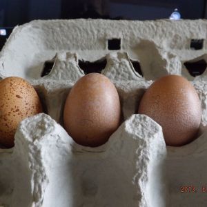 2nd & 3rd eggs in 1 day 6/23/13