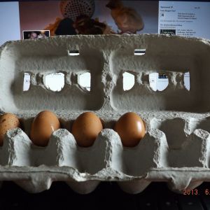 4th egg morning 6/24/13