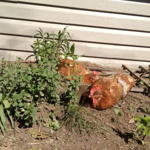 Marinating in the herb garden! Lol