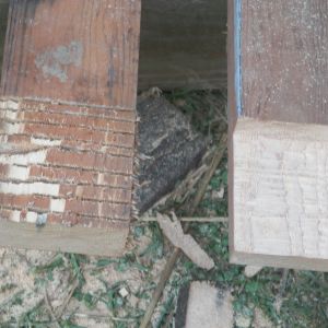 Start by cutting a number of "kerfs" with your saw. The end result you are aiming for is on the right. Set your saw depth to half the thickness of the lumber.