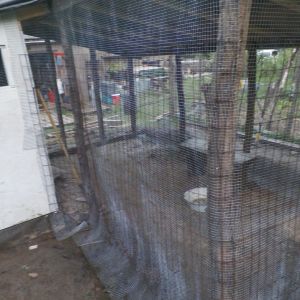 My most worrisome corner. North corner of the run, and sheltered from the house, so a predator can dig with out disturbance. Once I started rocking it in, I realize I may extend the apron of wire.