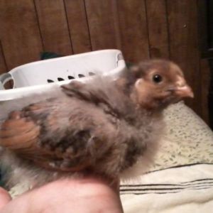 3 weeks old cockerel "blue"