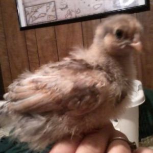 3 weeks old pullet