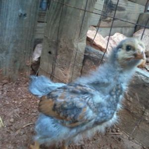 3 1/2 weeks cockerel