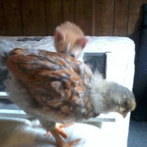 4 weeks cockerel, and my kitten gir checking them out lol