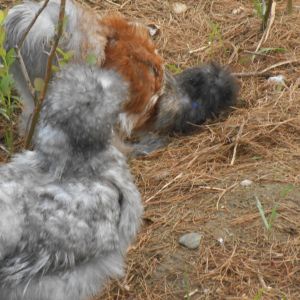 blue bell fore front our lil cuckoo silkie
