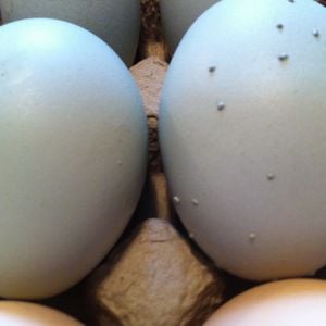 Weird speckles started appearing on one hens eggs.