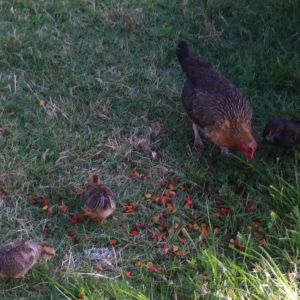 The chickens love cat food.