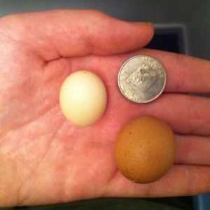 2 pullets eggs,neither one is from a bantam