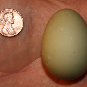 First EGG!
