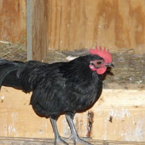 Texaco or Tex for short.