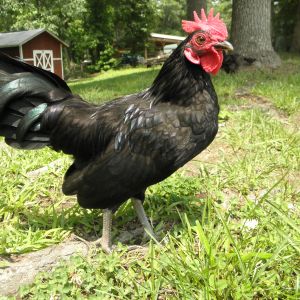 Texaco is such a friendly little bantam and very curious too!