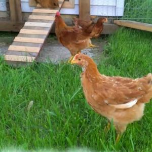 Red Ranger ready on the 10th ov July, 13