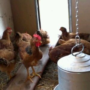 Heading out to work after breakfast