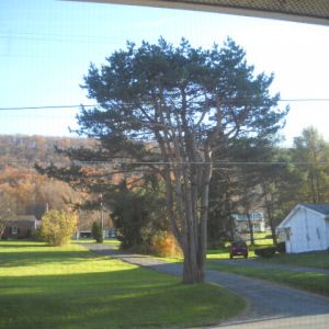 I love this cedar tree.  It's right out my front door.
